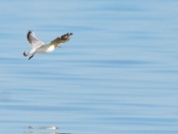 2016-05-09 10h27m15 - Kokmeeuw - Pierre Bernard